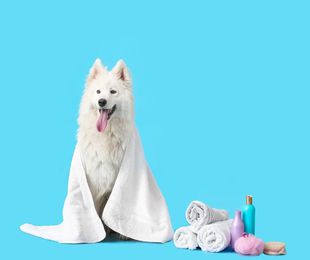 Utensilios y productos usados para cortar el pelo a tu perro