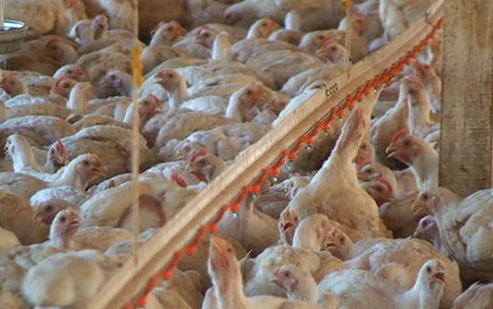 Imagen 6 de la galería