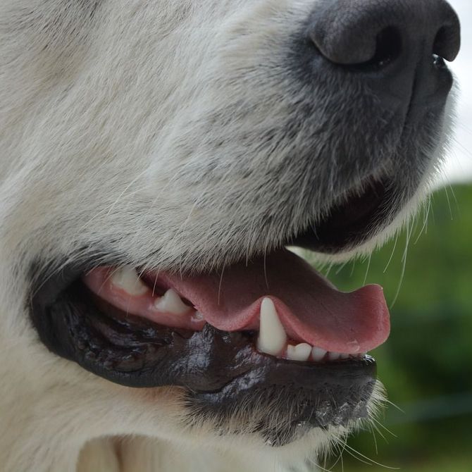 Limpieza dental en perros: cómo saber cuándo es necesaria