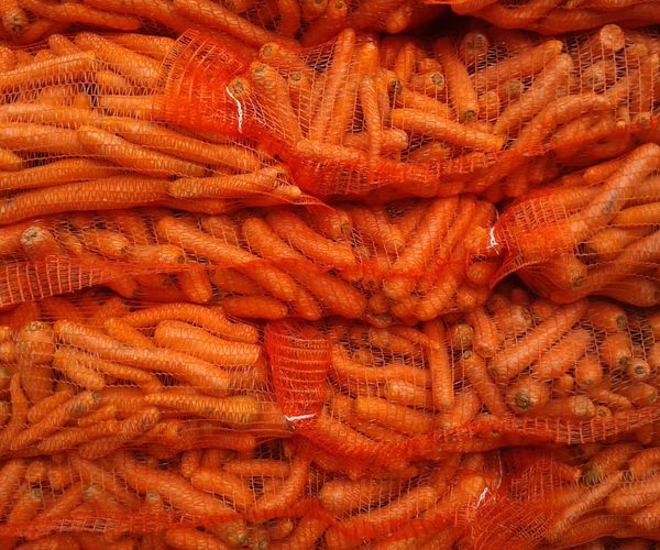Exportador de zanahorias en España