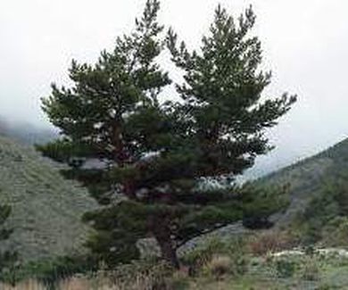 Pinar de Pinus sylvestris Nvadensis  Ref.. 43              