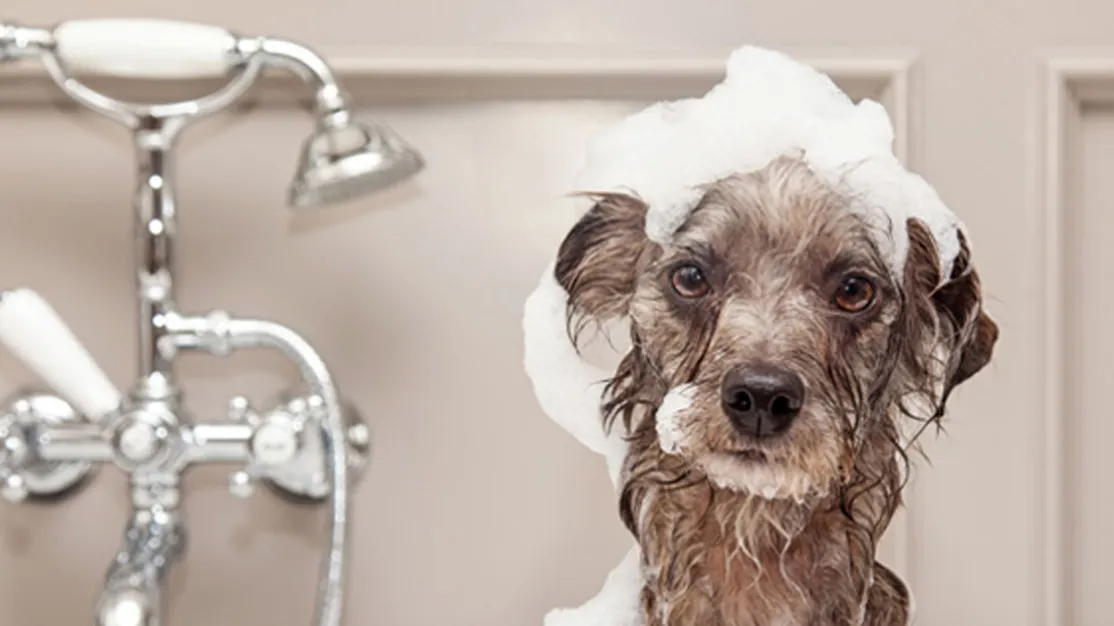 Peluquería canina en A Coruña