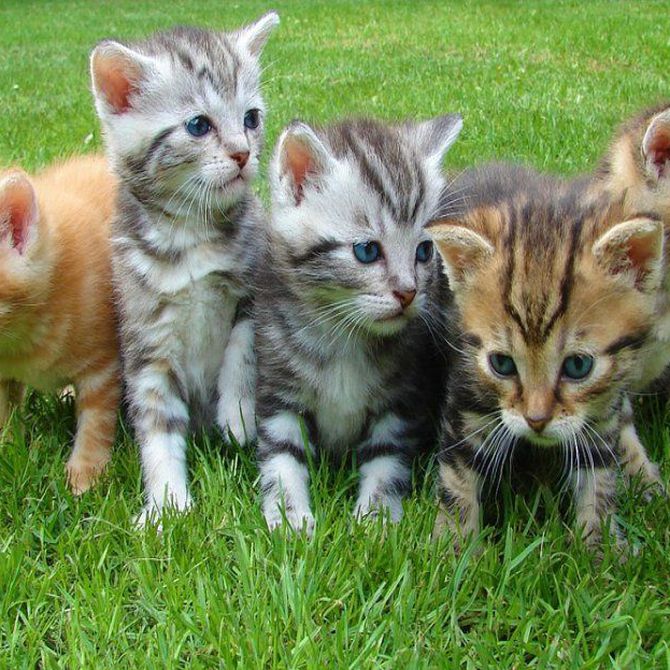 Principales urgencias veterinarias en los gatos