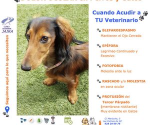 DOLOR OCULAR en Perros y Gatos: Cuándo Acudir a TU Veterinario