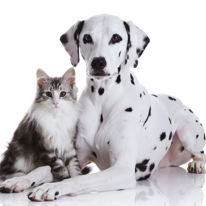 La importancia de la esterilización en perros y gatos