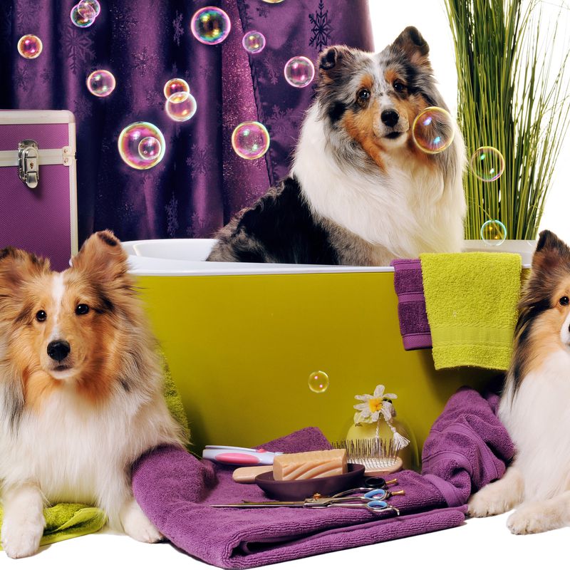 Peluquería canina y felina: Productos y servicios de Zintzo