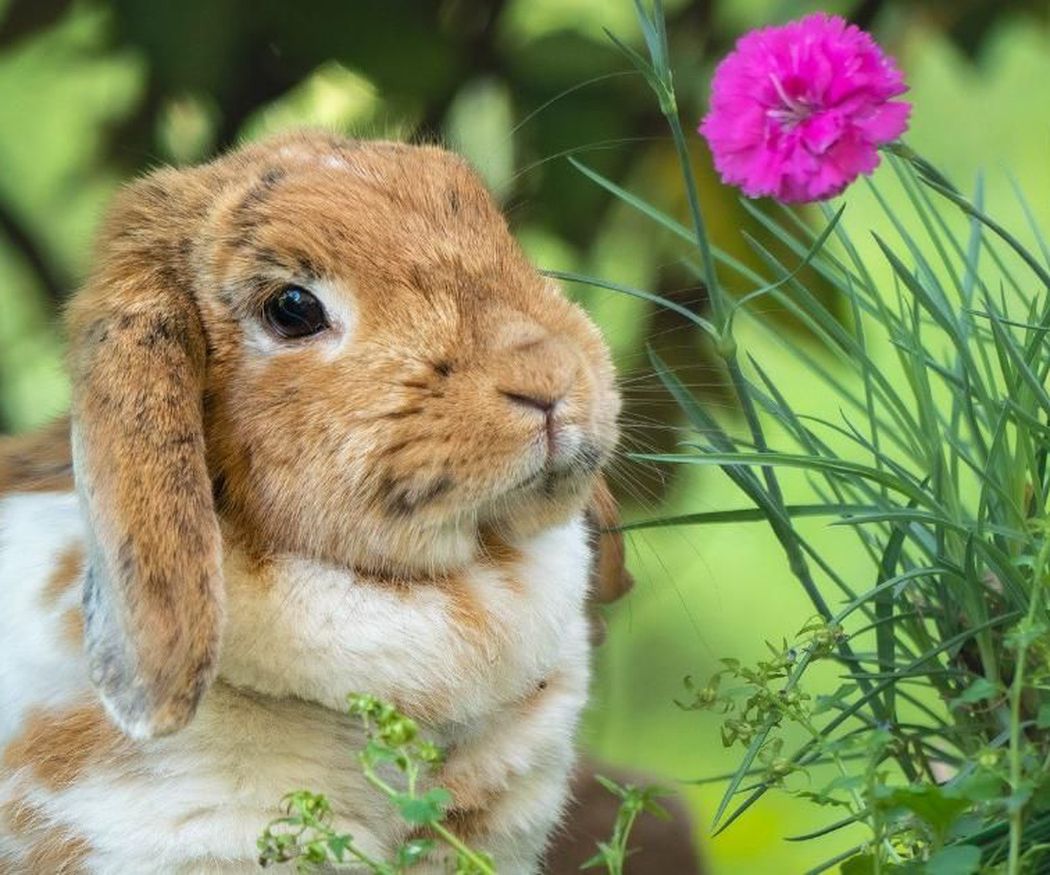 La higiene del conejo