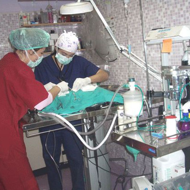 Cirugía: Servicios de Clínica Veterinaria Pirámides
