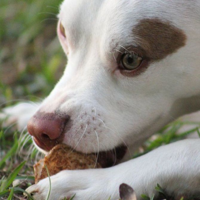 ¿Cómo actuar si tu perro come de la basura?