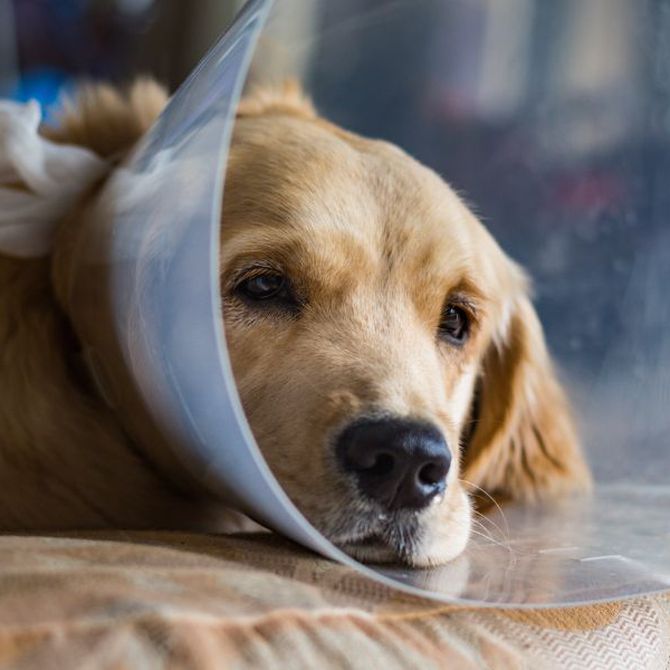 Cómo cuidar a tu perro tras una cirugía