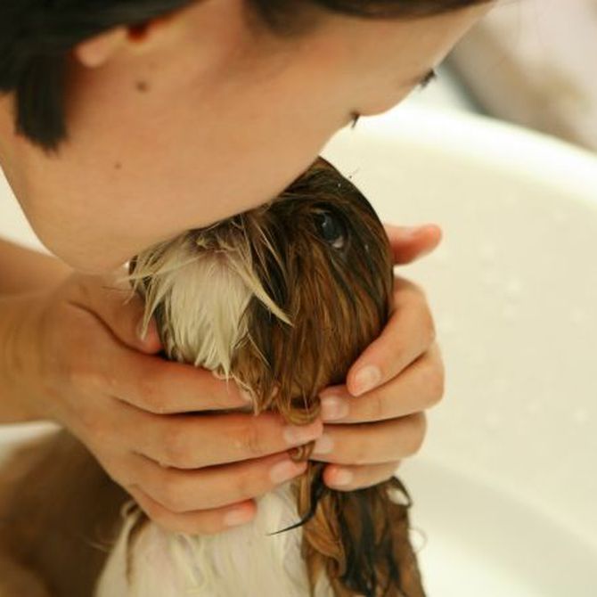 El amor de los animales contra la depresión