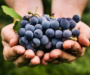 Variedad de uva