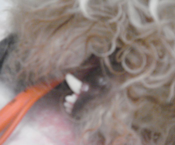 Odontología canina Zaragoza: Nuestros Servicios de Argos Clínica Veterinaria