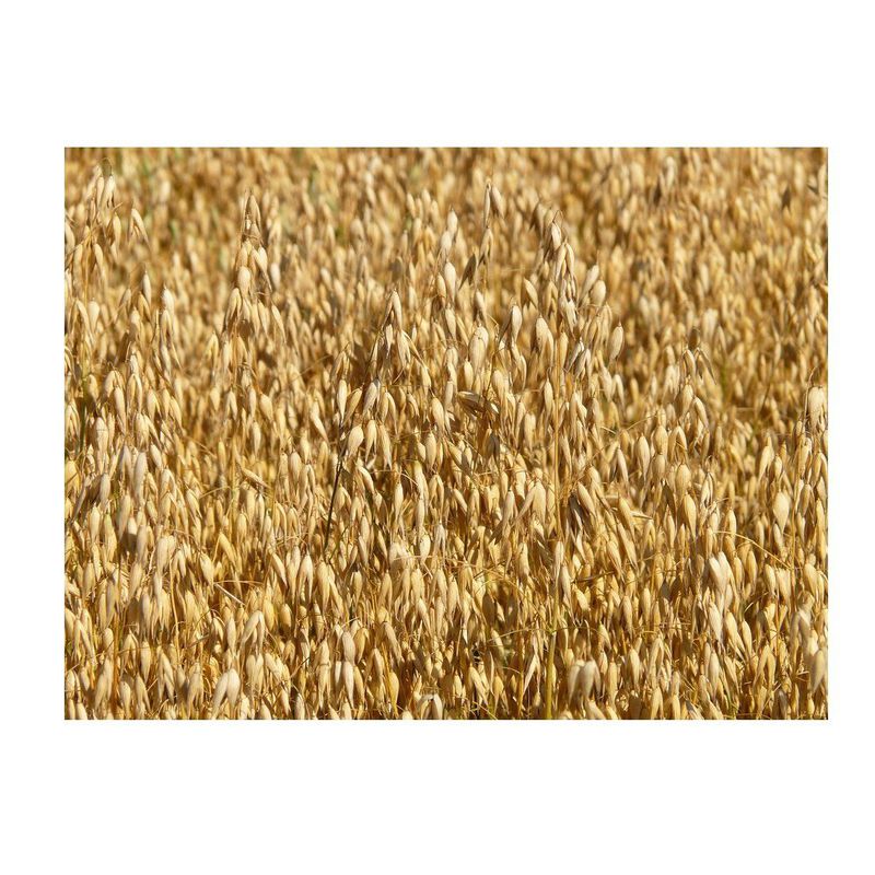 Cereales: Productos de Abonos Concar S.L.