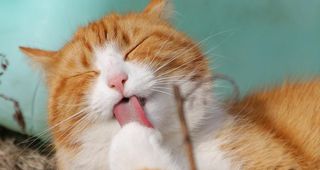 Enfermedades orales más frecuentes en los gatos