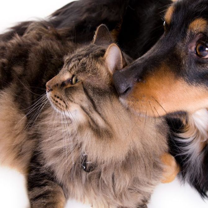 ¿Cuáles son las intoxicaciones más comunes en perros y gatos?