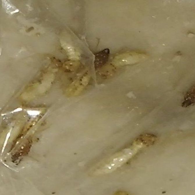 Cómo saber si tu casa sufre un plaga de termitas