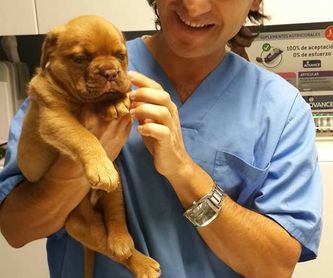 Cirugía general y traumatología: Servicios veterinarios de Clínica Veterinaria Peludines