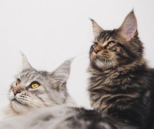 ¿Qué alimentación debe llevar un gato Maine Coon?
