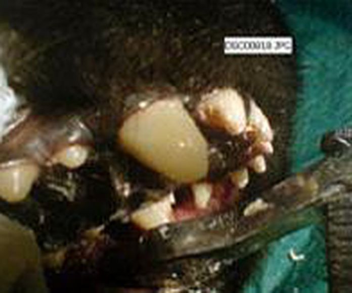 Odontología: Servicios veterinarios de Clínica Veterinaria Canillas