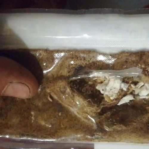 Carcomas y termitas en Zamora | Plagas Blanco León