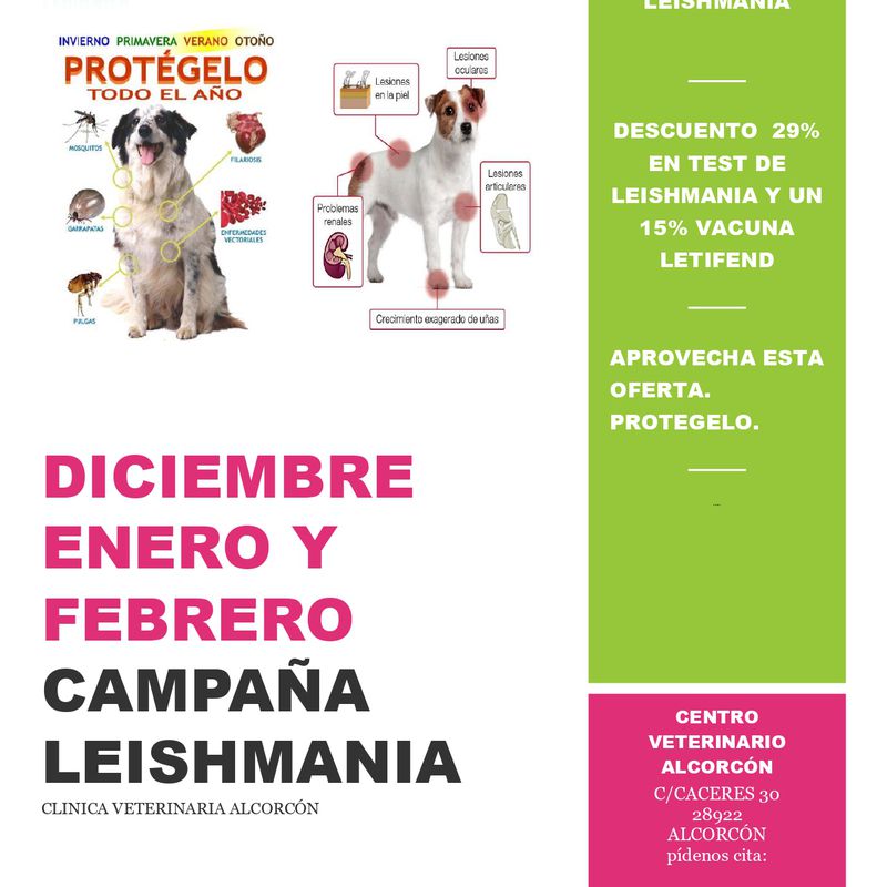 Campaña leishmania: Servicios de Veterinario Alcorcón