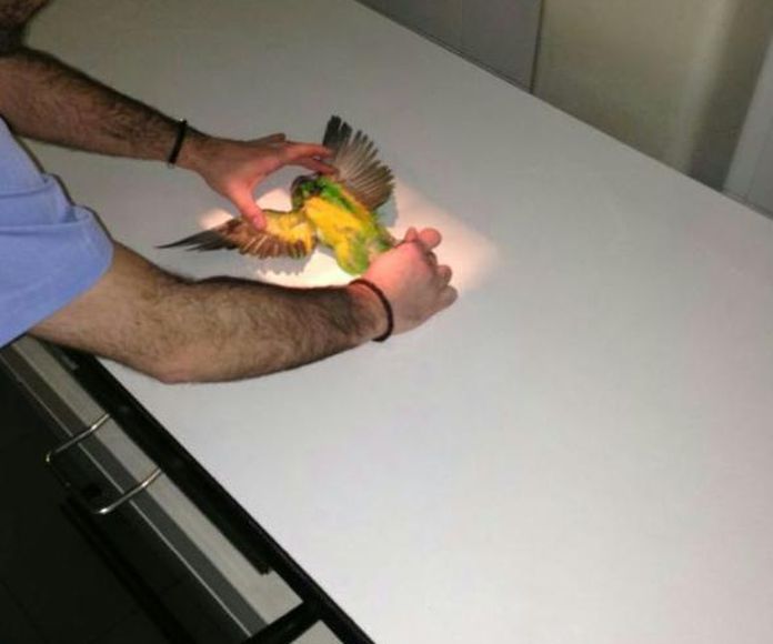Pruebas DiagnÃ³sticas: Servicios de ClÃ­nica Veterinaria PirÃ¡mides