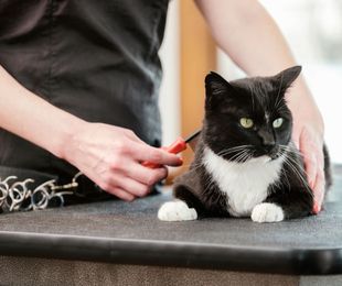 Cómo ayudar a tu gato con las bolas de pelo