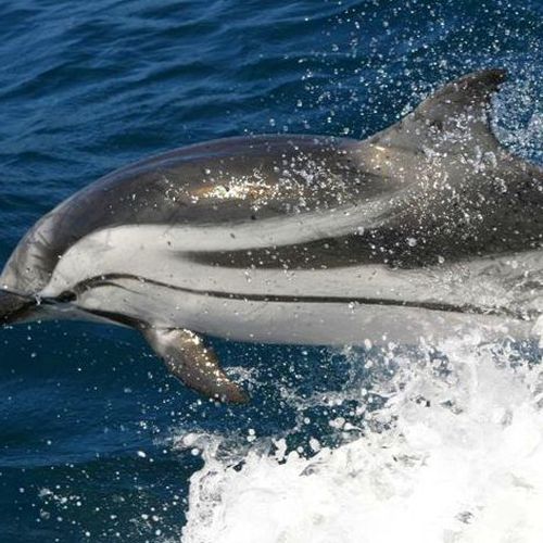 Avistamiento de Delfín listado en Tarifa