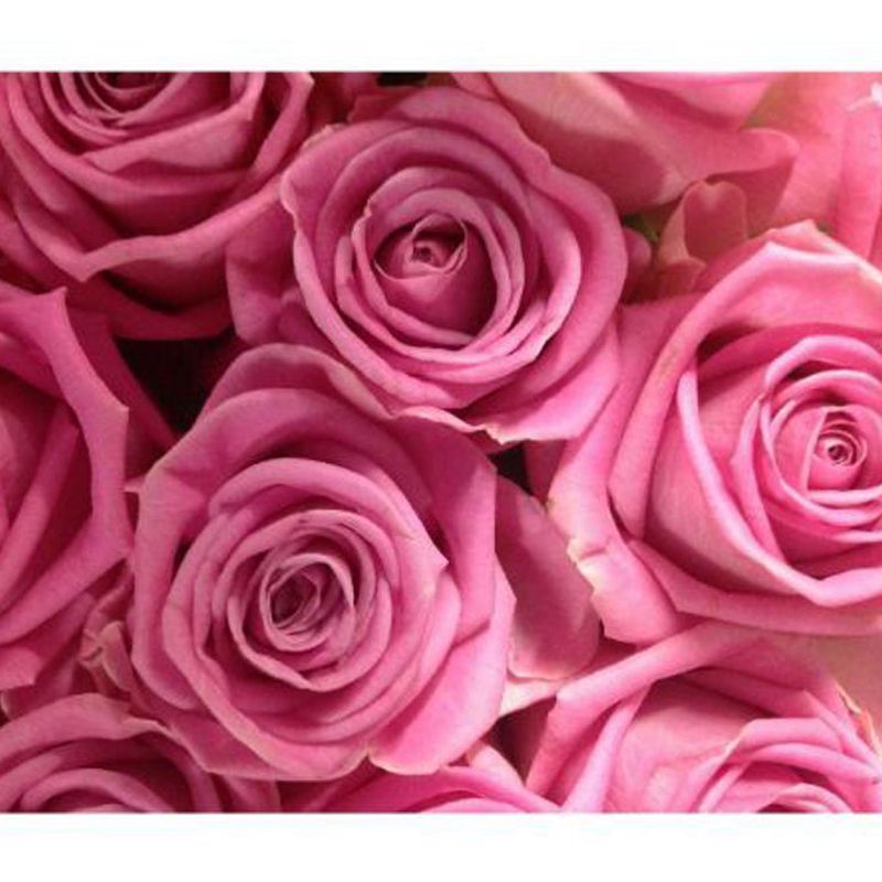 Rosas: Catálogo de Flores Maranta