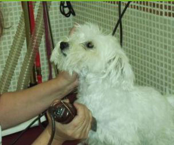 Peluquería Canina: Servicios de Centro Veterinario La Tortuga