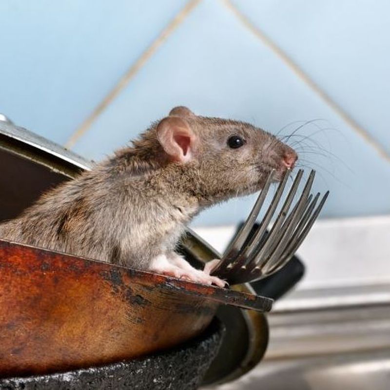 Desratización en Alicante: Control de roedores, ratas y ratones: Nuestros Servicios de Higienisa y Control de Plagas, Desinfección, Fumigación