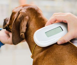 ¿Por qué los animales necesitan un microchip? Descubre su importancia