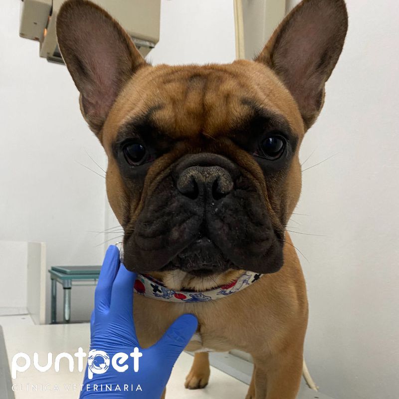 Plan de salud anual (perros):  de Punto Pet Clínica Veterinaria
