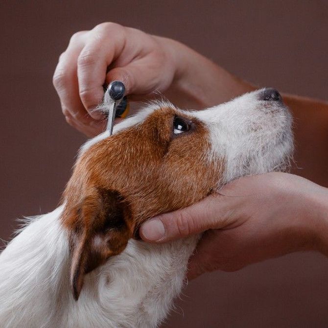 Peluquería canina: no solo es cuestión de belleza