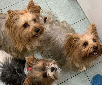 Plan anual para cachorros (perros):  de Punto Pet Clínica Veterinaria
