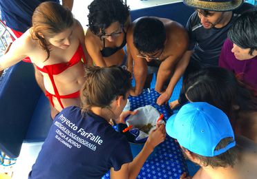  Science on board with Proyecto Farfalle