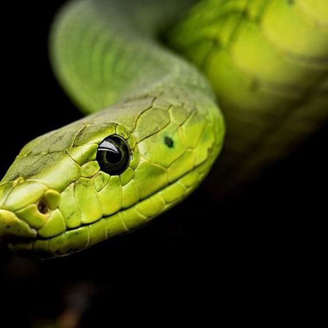 ¿Es peligroso tener una serpiente en casa?