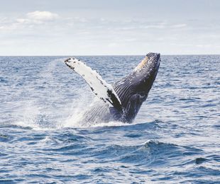 La leyenda telhueche sobre el origen de las ballenas