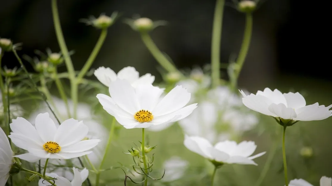cosmos-4164414_960_720 (1)