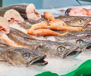 ¿Buscas pescado fresco para tu restaurante? ¡Garantiza sabor en cada plato!