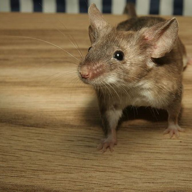 ¿Cómo debe proceder un profesional para eliminar una plaga de ratones?