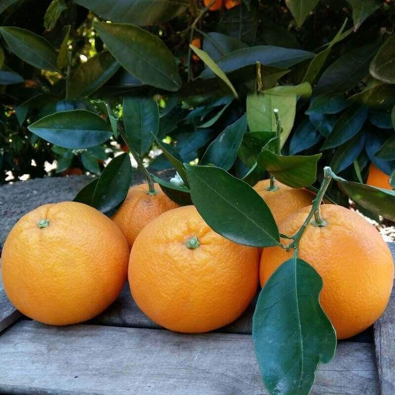 Naranjas de Mesa Grandes 20kg: Productos de Naranjas Julián