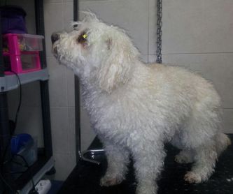 Campaña de prevención de leishmania: Peluqueria Canina y Felina  de Clínica Veterinaria Las Musas