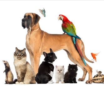Peluquería canina: Especialidades de Clínica Veterinaria Huellas