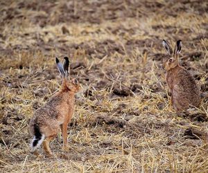 Cotos de caza menor de Socuéllamos: las partes de una escopeta