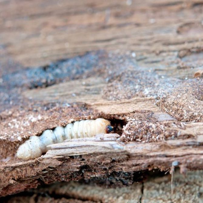 Lo que debes saber sobre las termitas