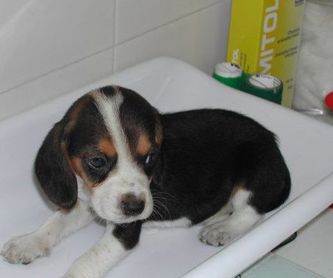 Medicina interna canina y felina: Servicios de Anubis Clínica Veterinaria