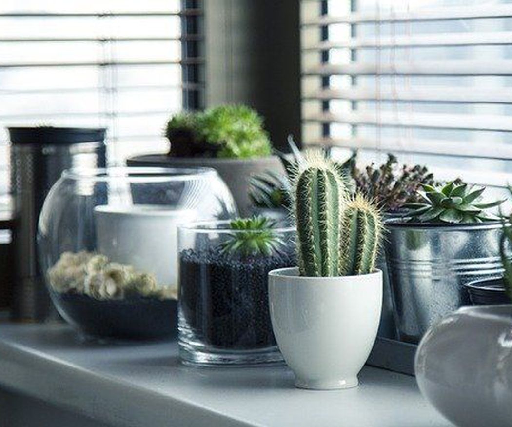 Las plantas de interior más populares