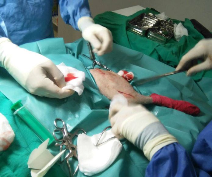 Cirugía: Servicios de Clinica Veterinaria Exotia Santa Ursula